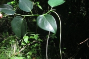 <strong>Piper austrocaledonicum - Ramon, Laurence - 28</strong><br />© Ramon, Laurence